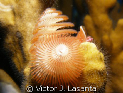 Christmas tree in a fire coral at the forest dive site in... by Victor J. Lasanta 